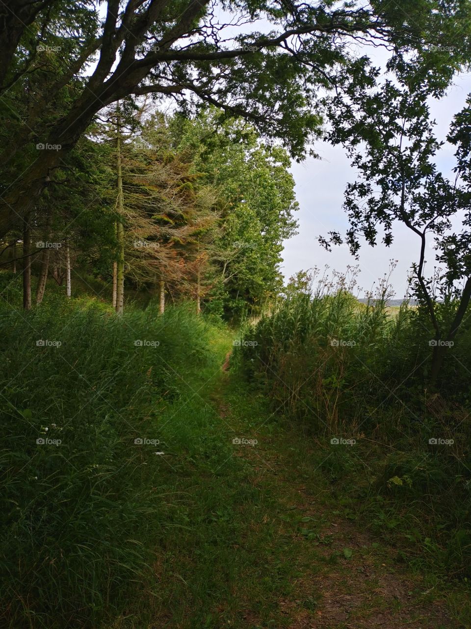 Wald weg way grün green tree