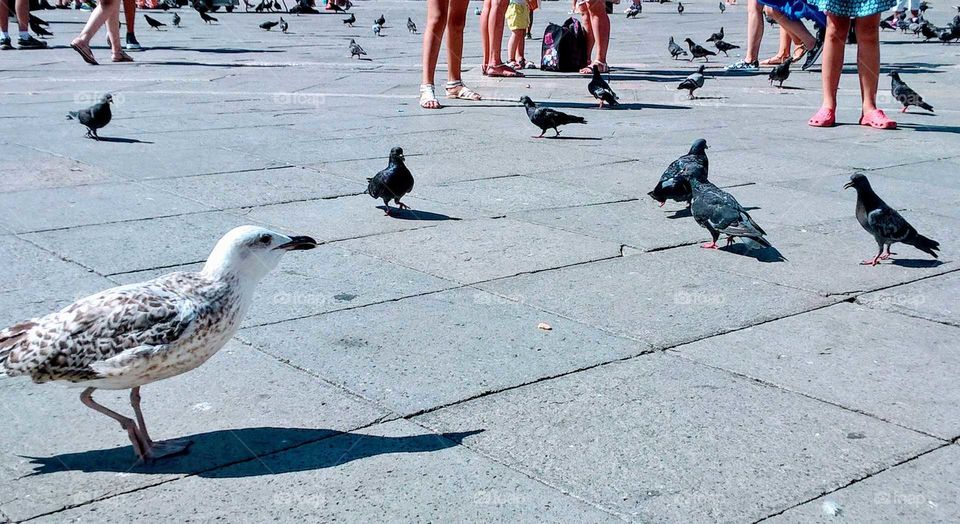 Birds on square