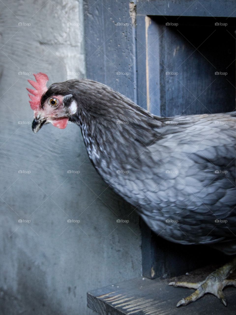 Gray Hen