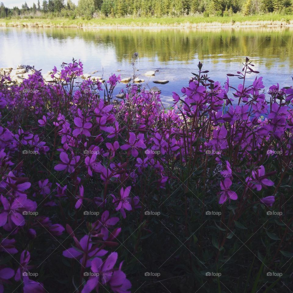 Purple flower lining the river bank