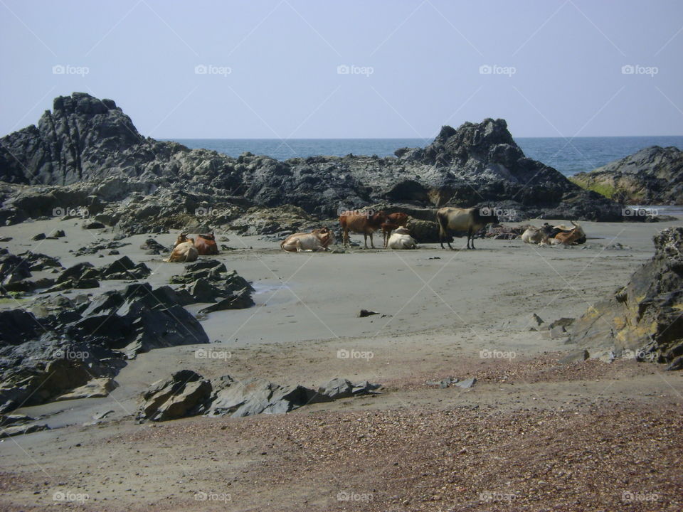 Cows chilling on the beach