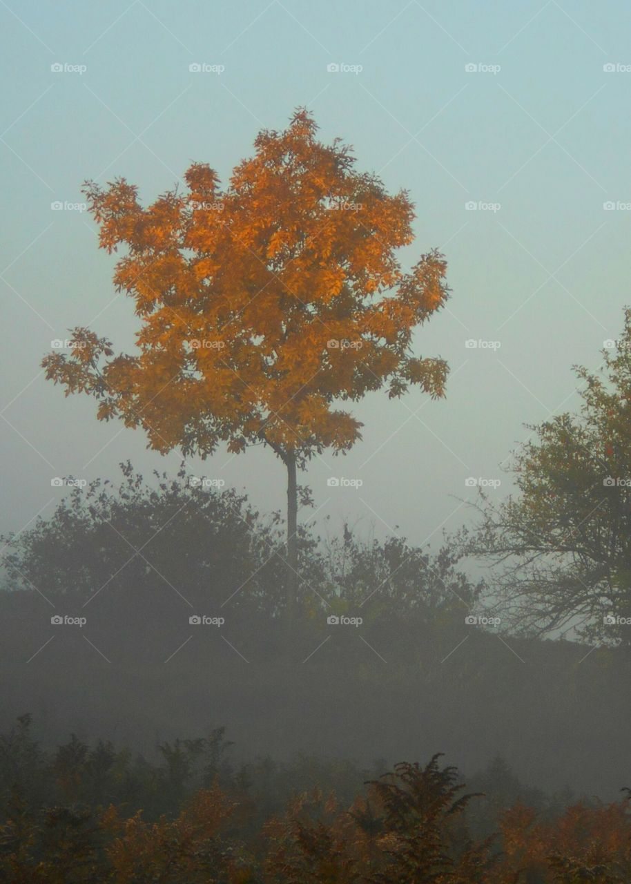 Autumn Tree in Fog