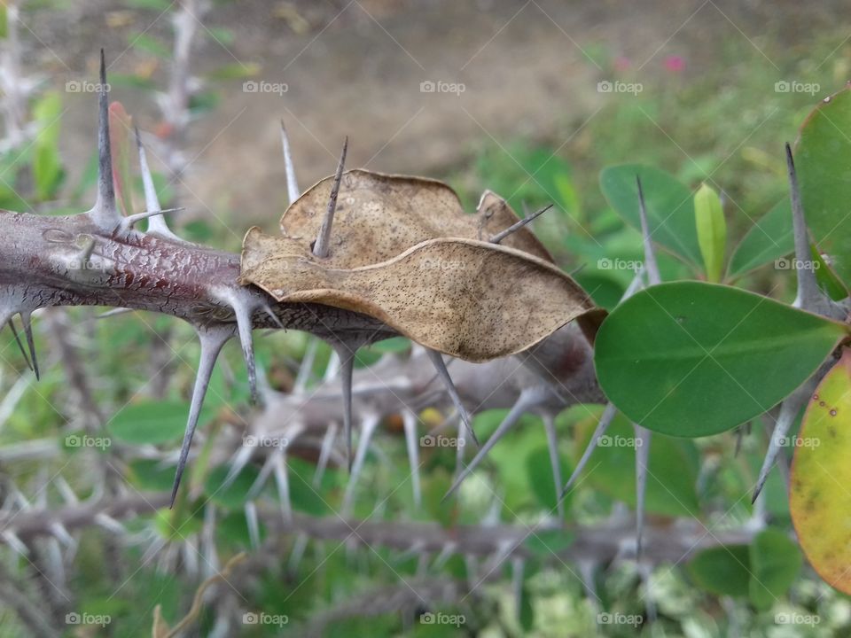 leaf and duri