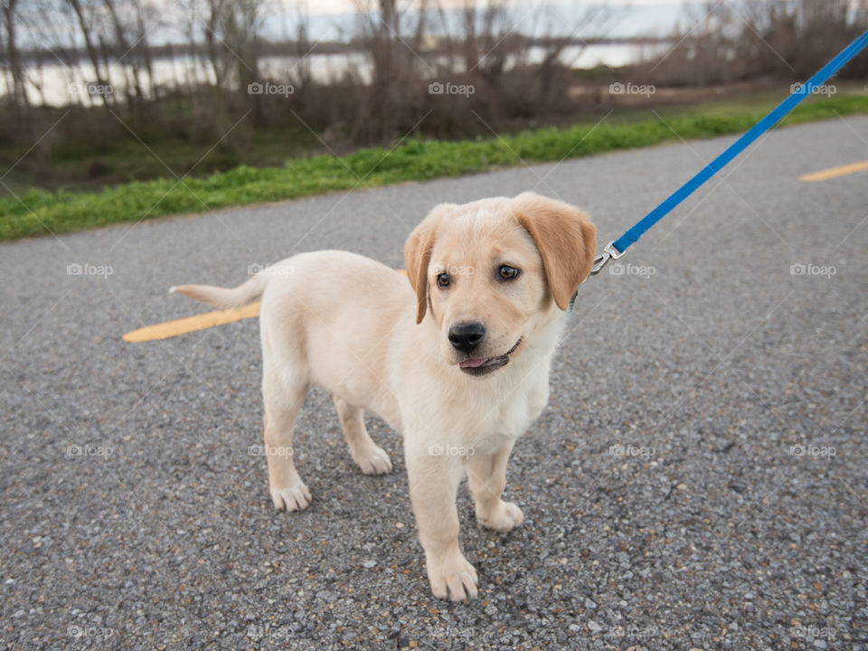 Puppy standing on road