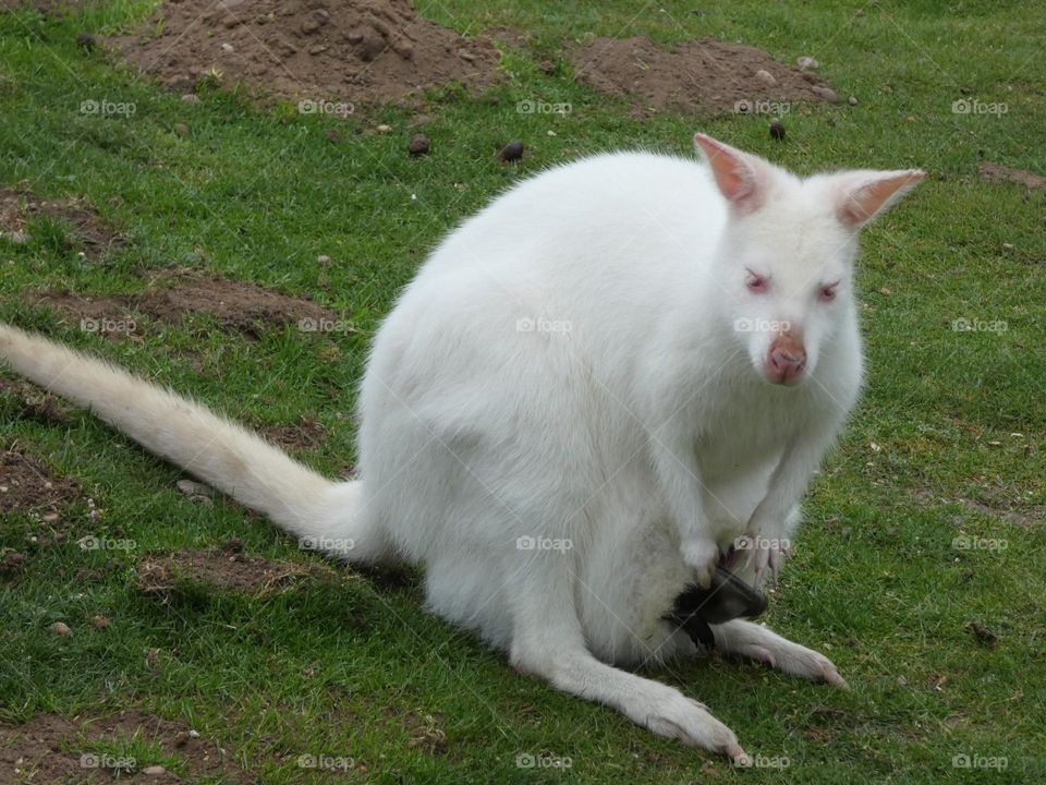 A wallaby with a joey