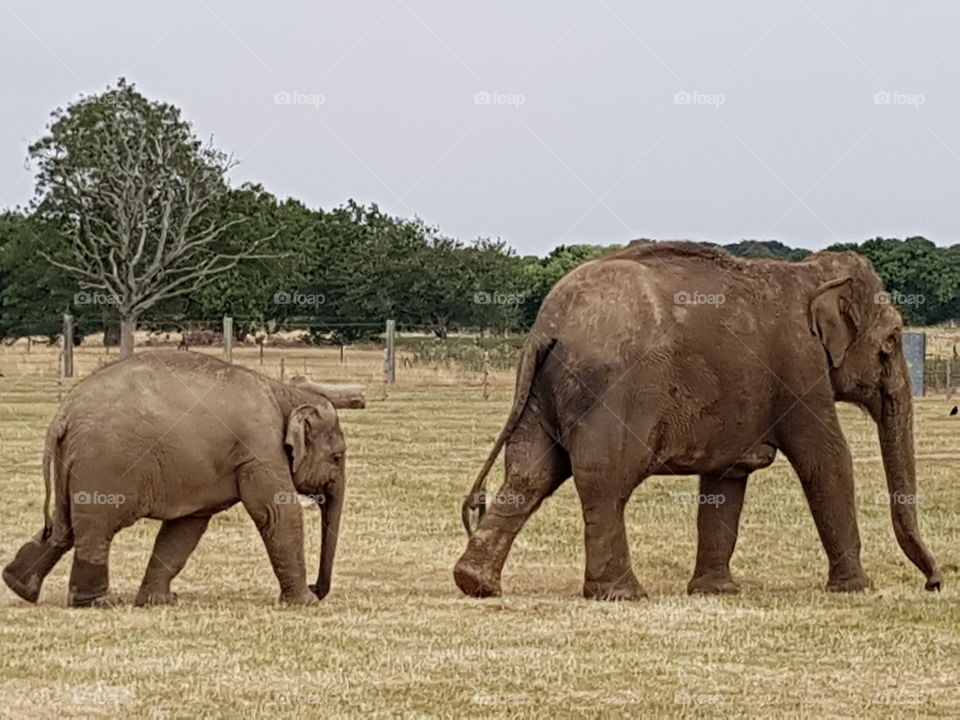 the elephants go in two by two