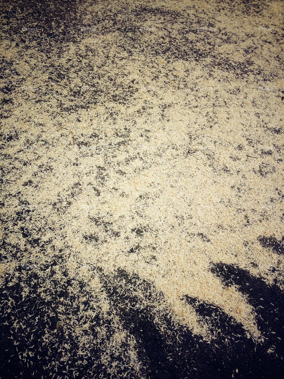 prawns ,, Dry prawns, Mini Fish, Riadseeing,