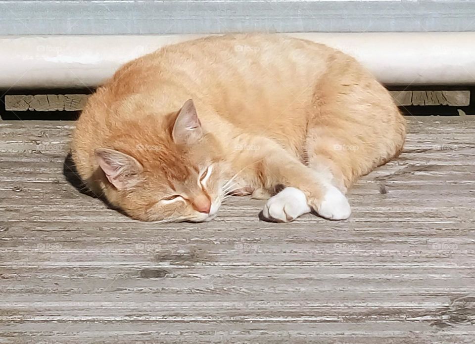 Cat sees wonderful dreams 💤🐱🐾 Cat sleeps on the porch of the House 🐾🐱💤