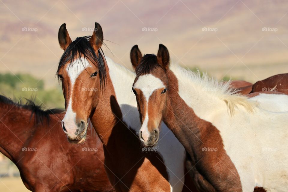 Pair of wild mustang paint horses: mother and colt