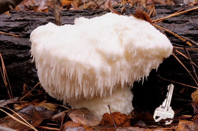 A large lion’s mane mushroom attached to a log in the forest at Crowder Park in Apex of Wake County in North Carolina. This species tastes like crab and potentially has many medicinal benefits. 