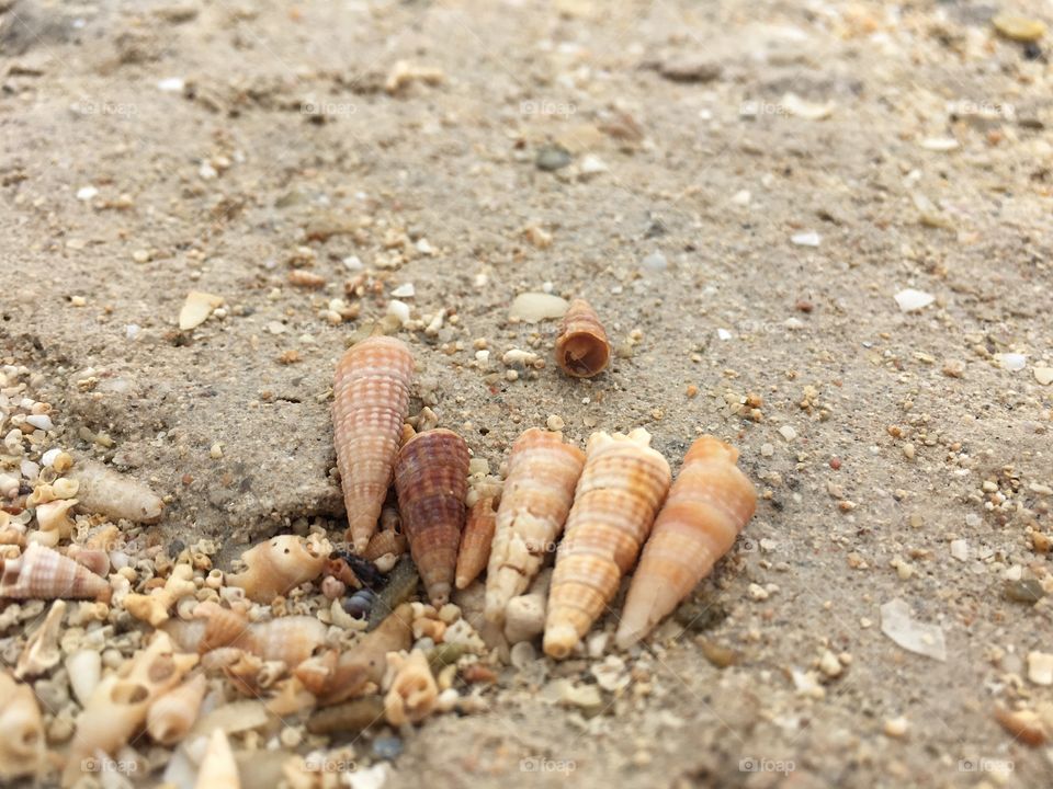 Tiny seashells in the sand, on beach, background, seashore 