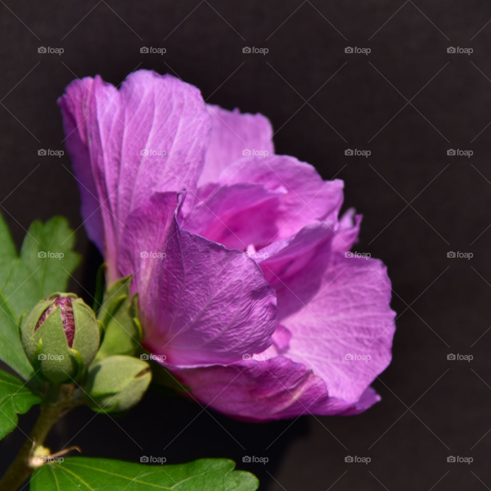 Side view of purple flower 