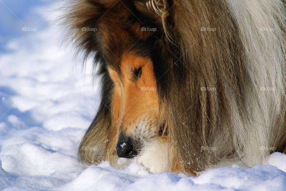 Dog in the snow