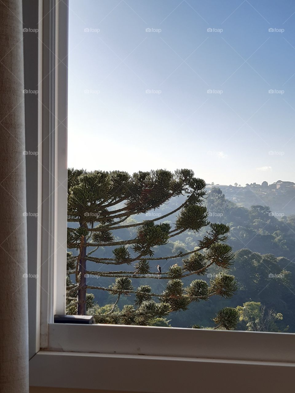 De manhã abro a janela e vejo o pé  majestoso da araucária que recebe a visita da curucaca.