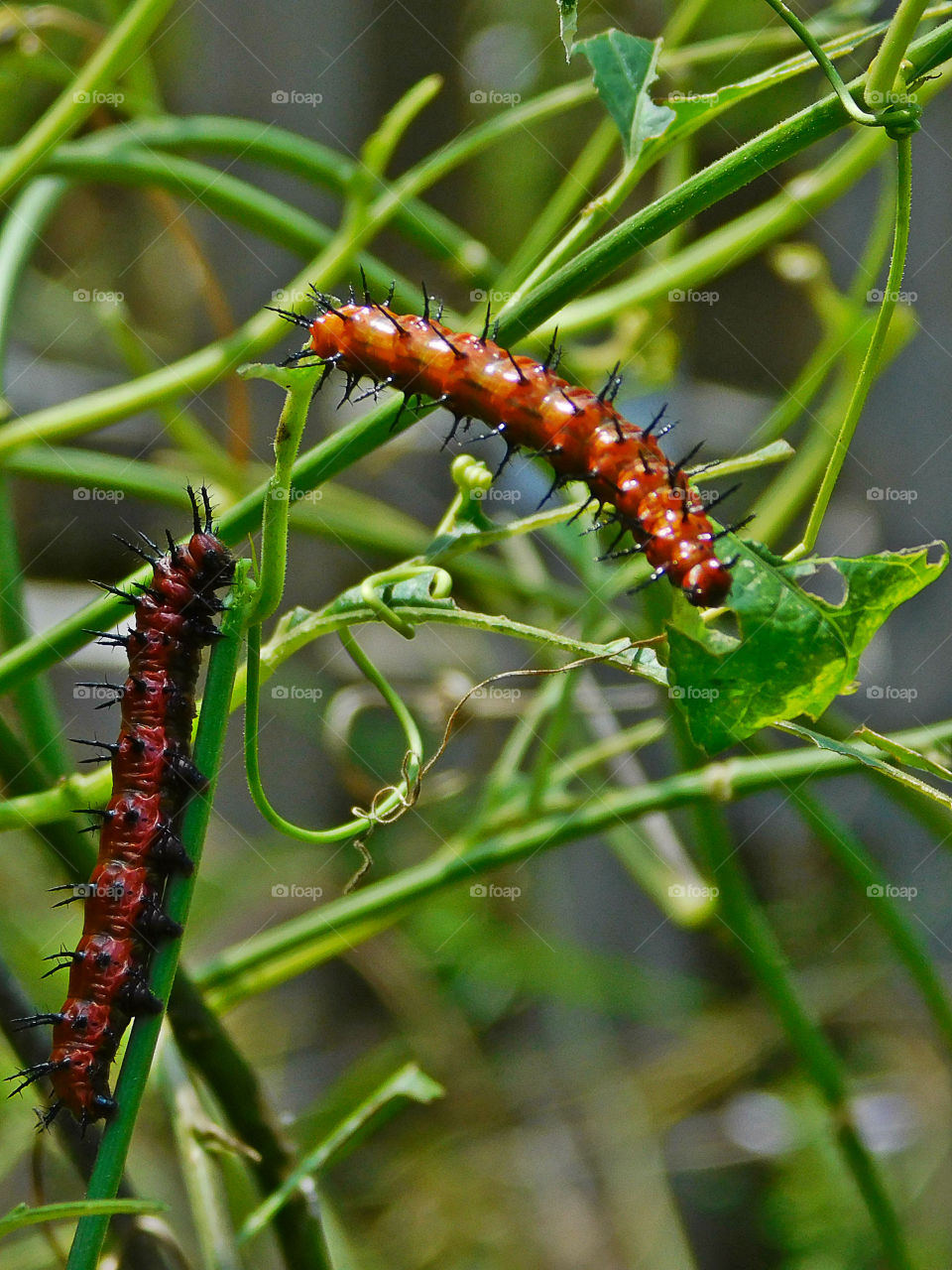 Caterpillar on twig