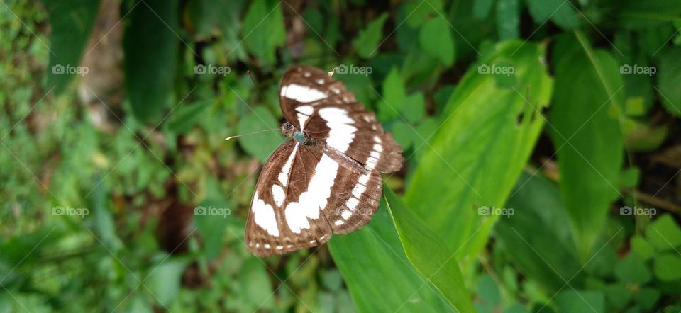 A small butterfly perched on a green leaf