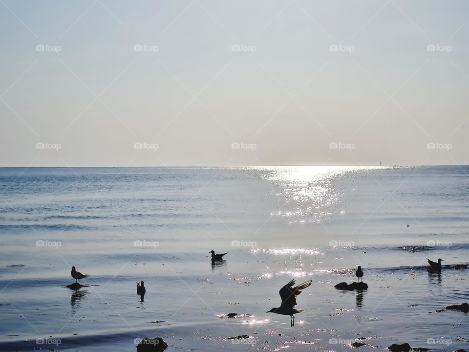 flock of seagulls by the sea at the first light of dawn