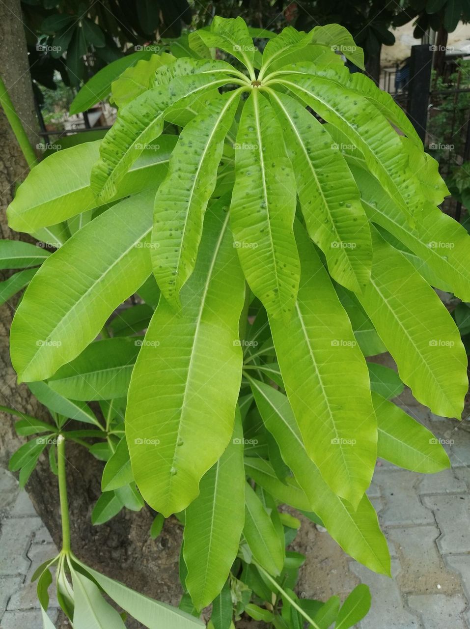 green leaves shurb small size looks very beautiful generally found everywhere seasonal