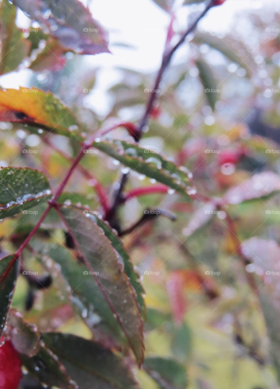 Blurry, colours, after the rain