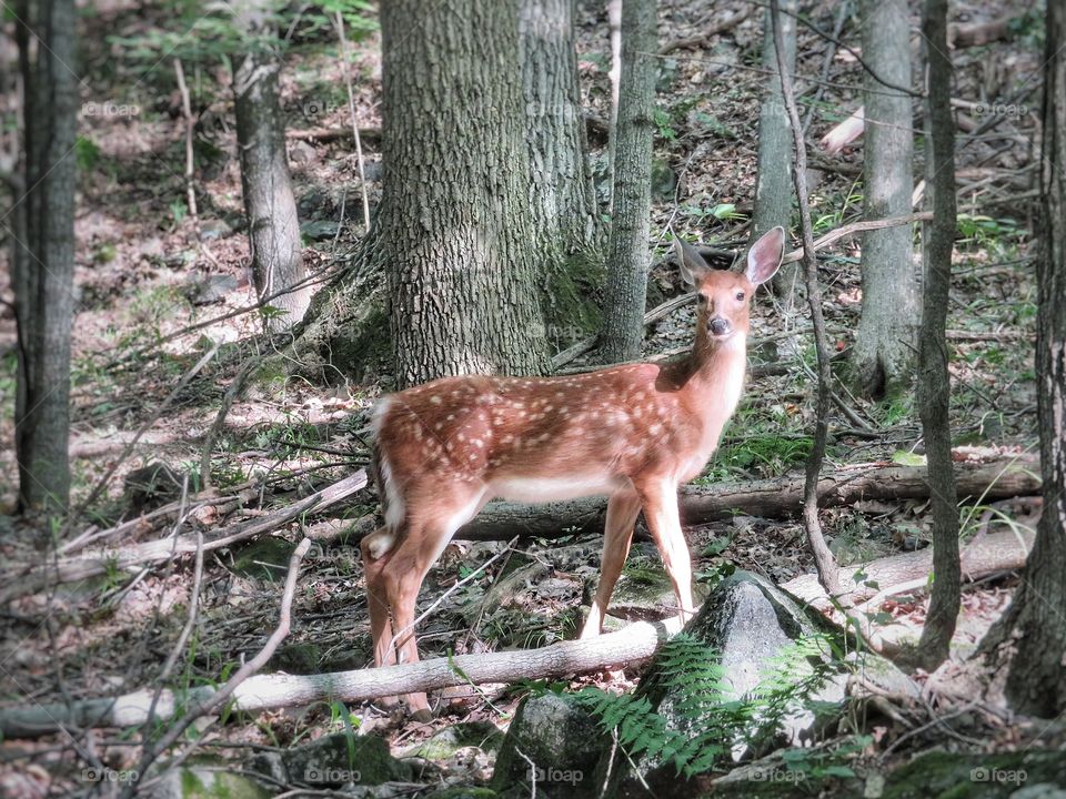 St-Bruno park Québec 