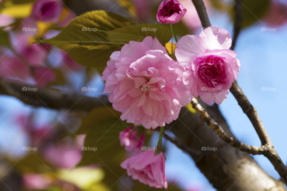 Beautiful and delicate pink spring bloom