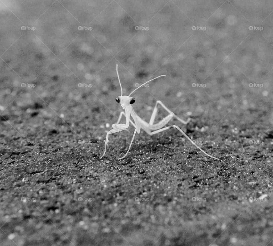 Baby Mantis. This was the first baby praying mantis I had ever seen. It was so small and pale white. 