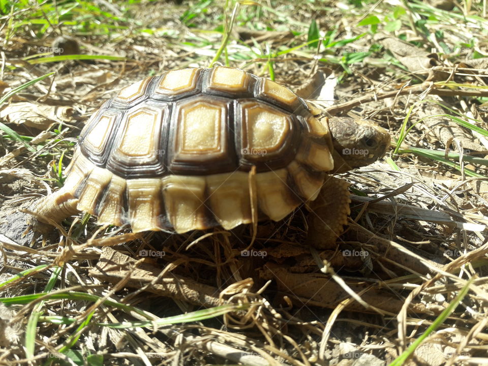 Baby turtle 🐢