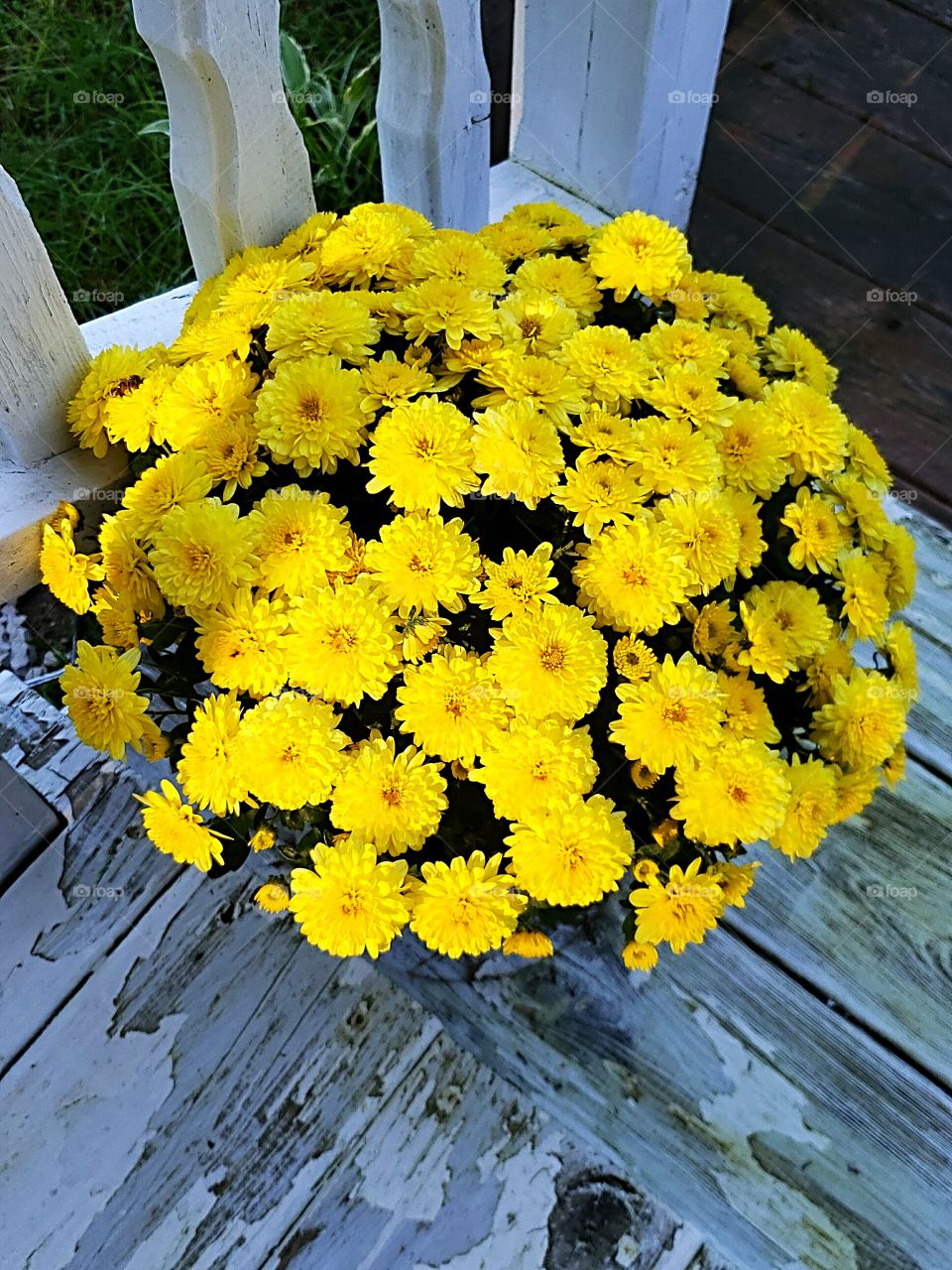 fall yellow mum flower