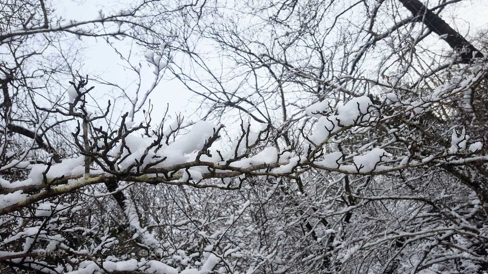Snowy branches