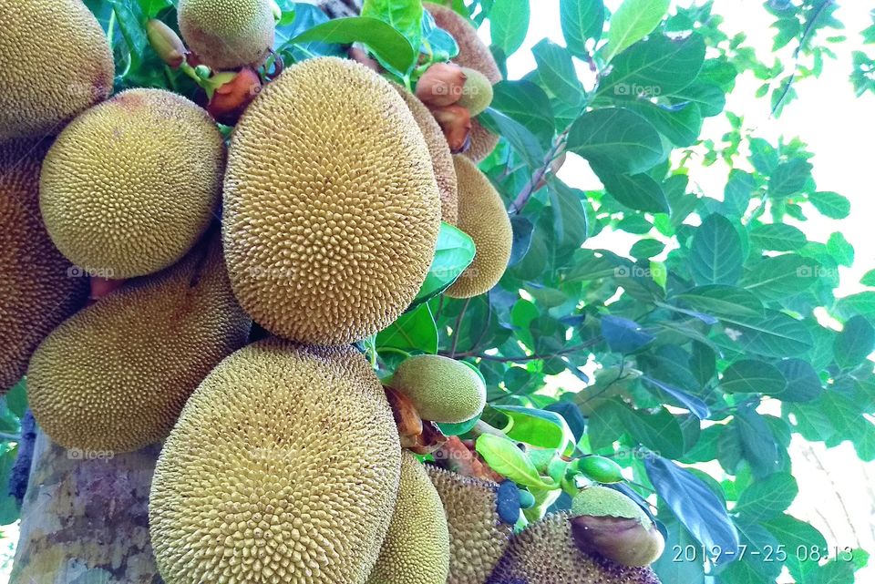 buah nangka from indonesia