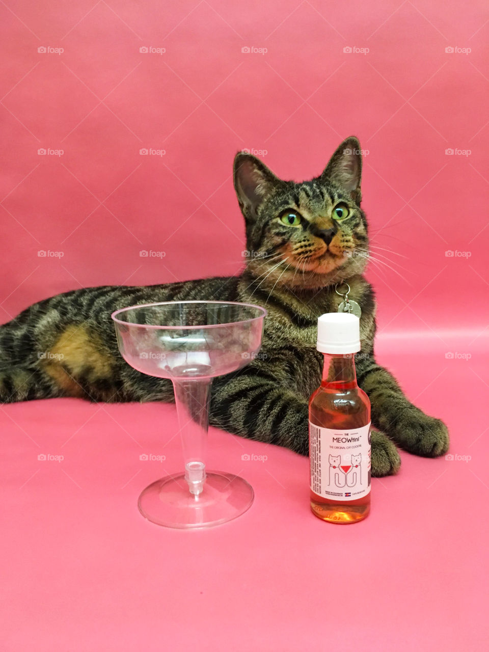 wine down with cats