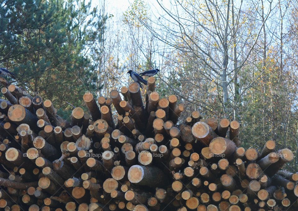 two crown birds sitting on a wooden cut trees