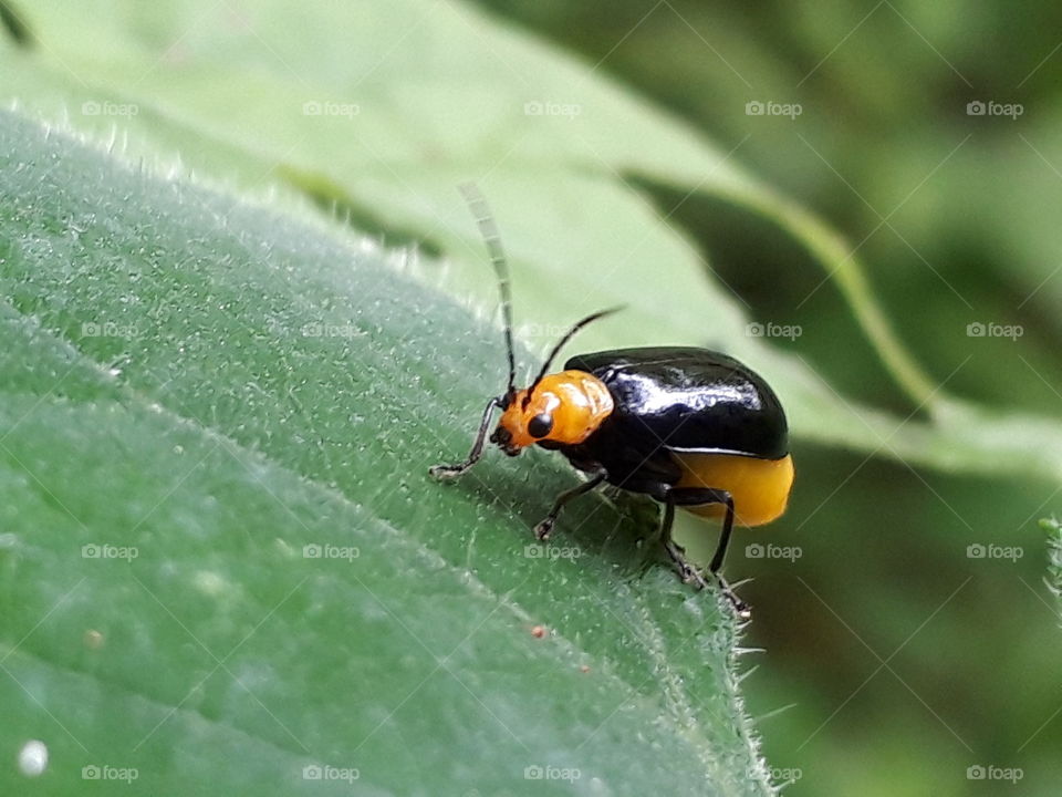 leaf beetle