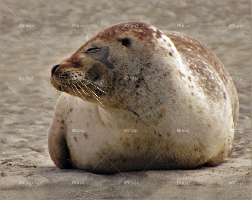 Seals in Berck France