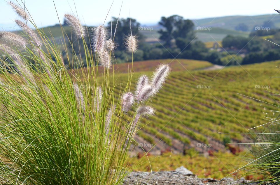 Fall in L❤VE with... Napa Valley in Autumn!