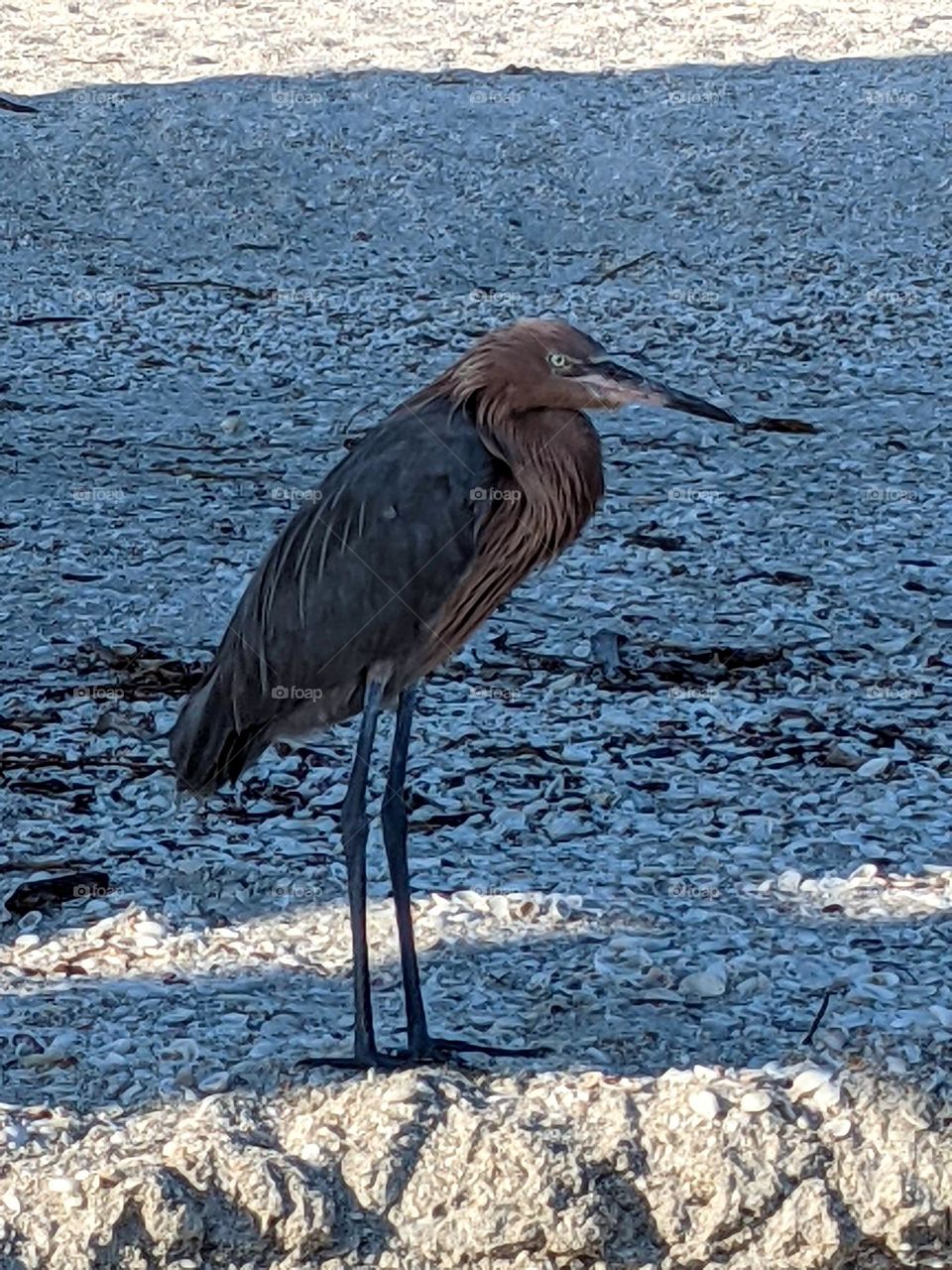 Reddish Egret on the shores of Sanibel
