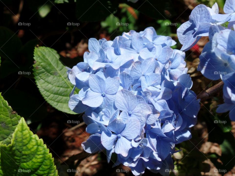 flor azul bonita do meu jardim