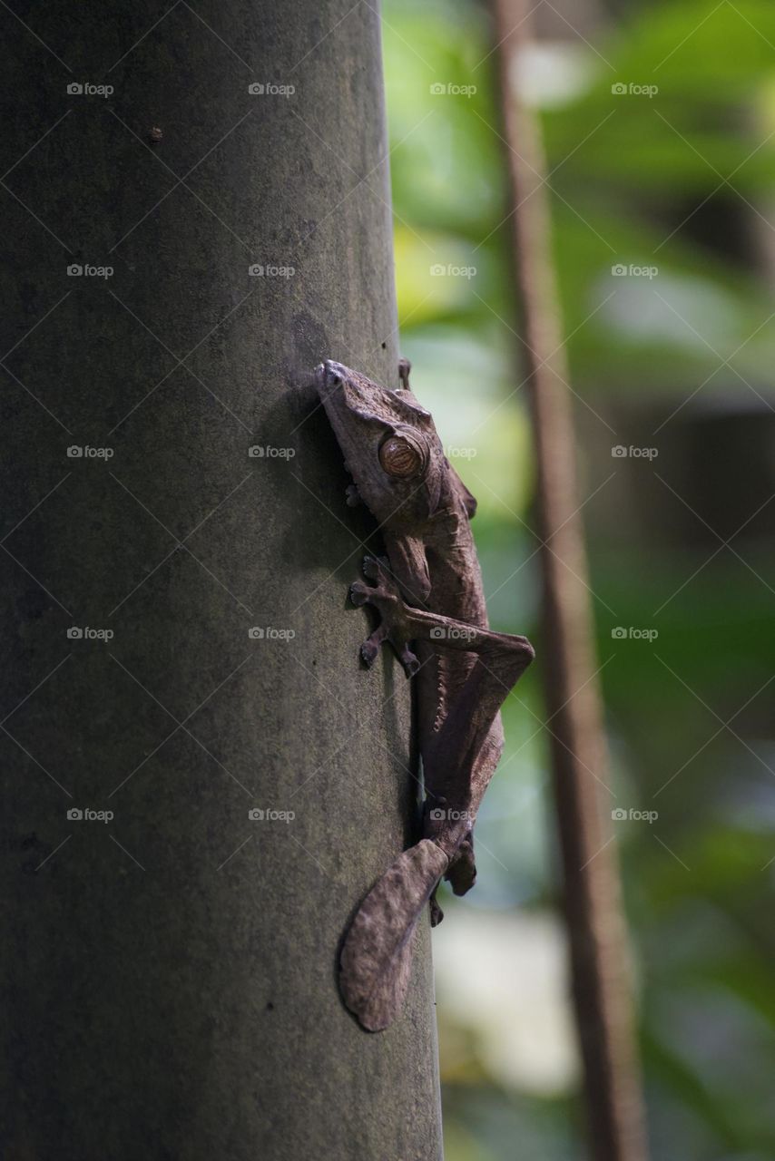 Lizard on a tree big eyes and flat