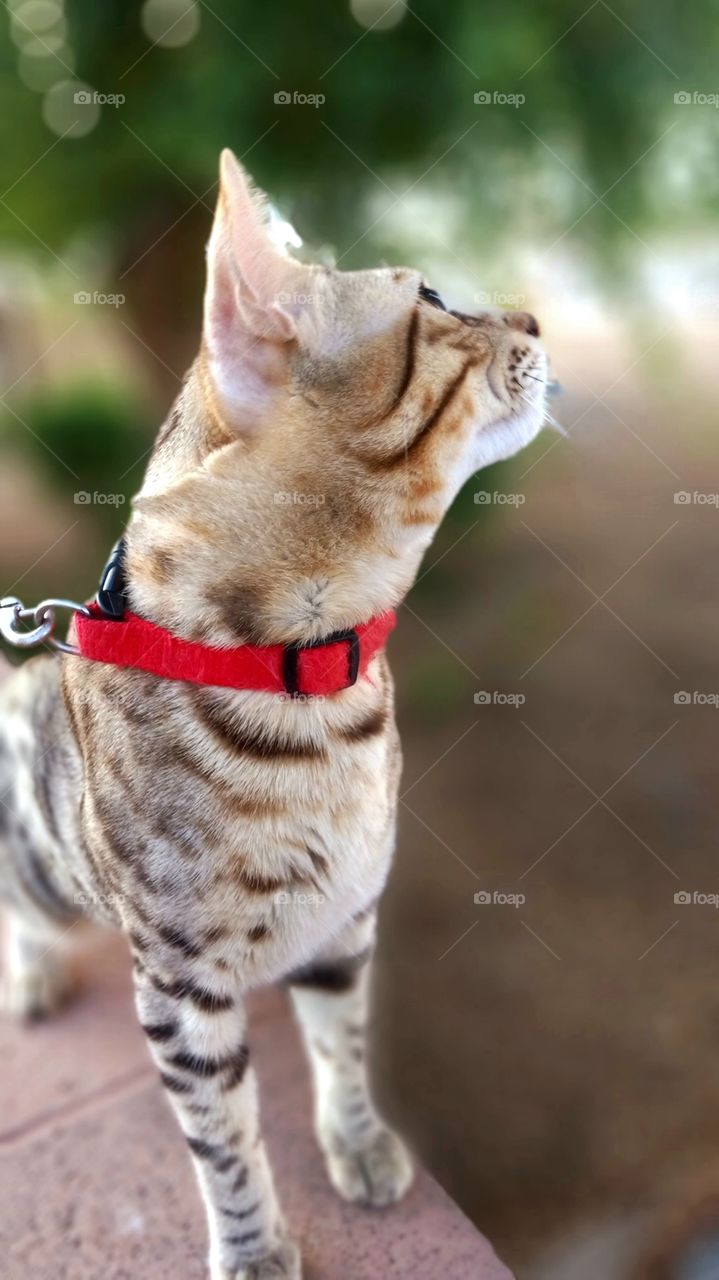 "If I jumped from here, could I reach that bird?"