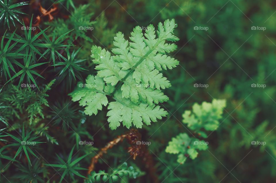 Closeup macro of a small fern in nature