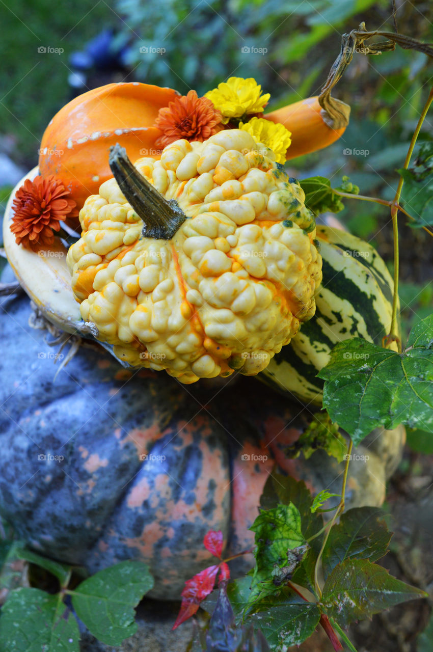 Colorful pumpkin, gourd and fresh chrysanthemum flowers