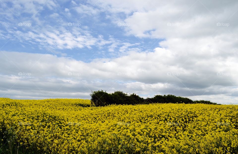 Yellow fields