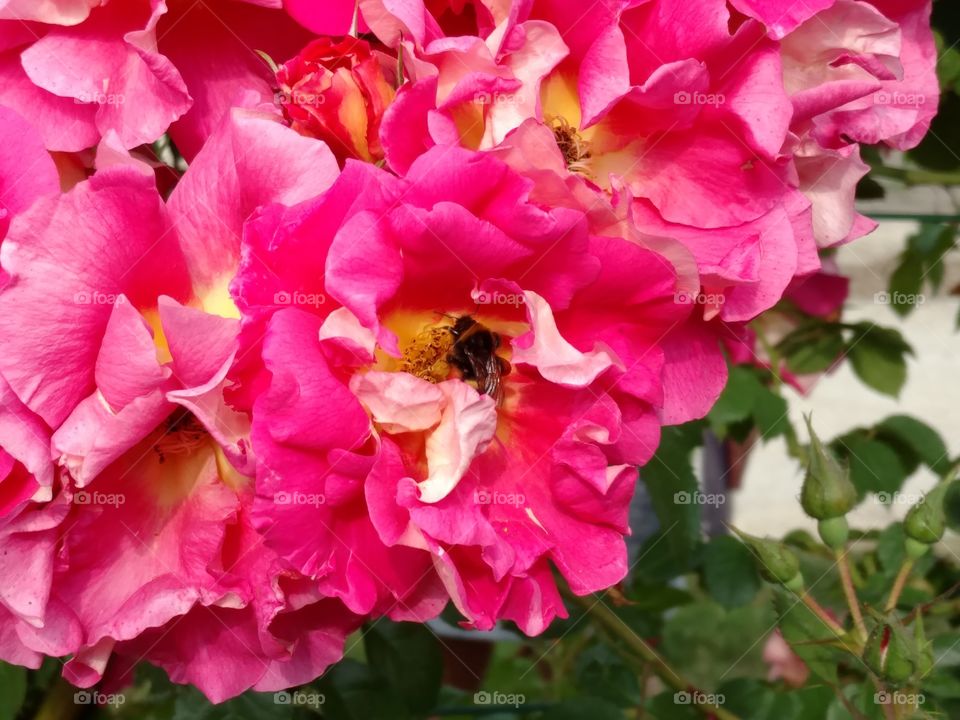 fleur avec abeille