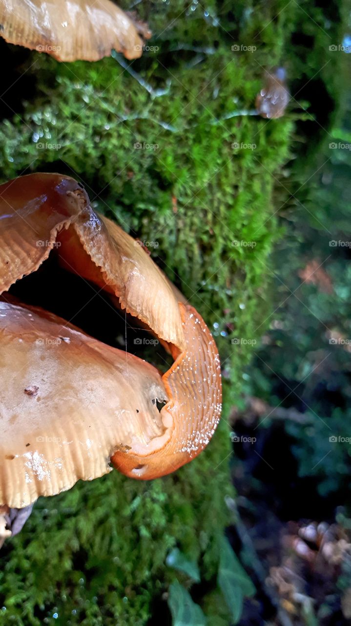 slug on mushrooms