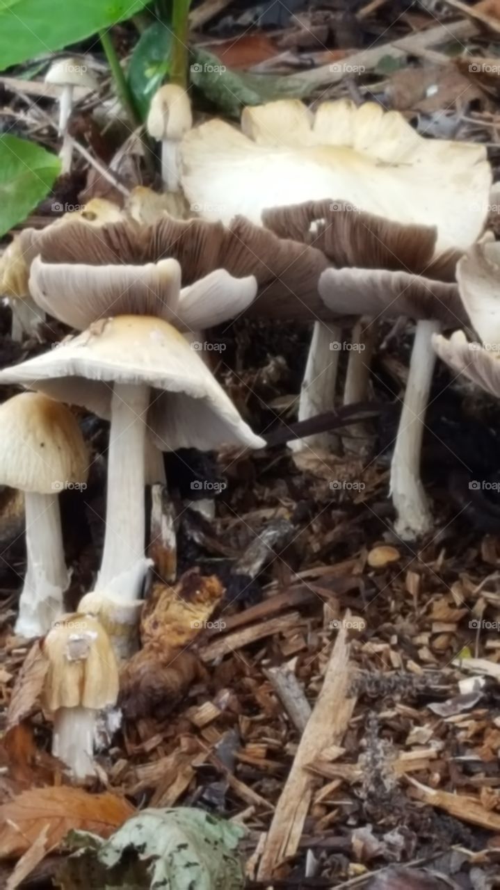 fungi