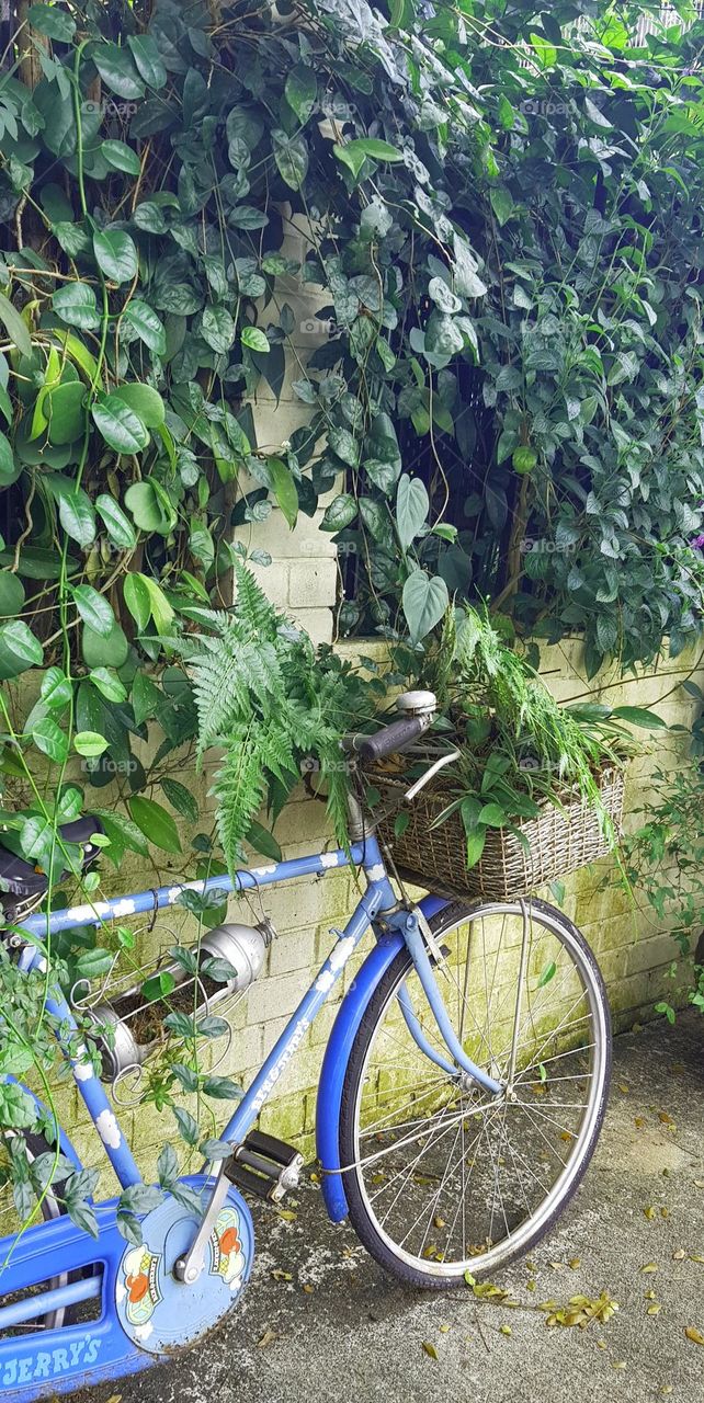 beautiful single bicycle forest