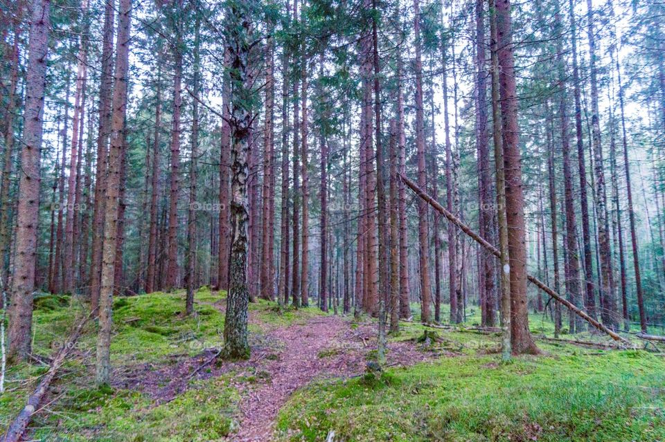 View of landscape in forest