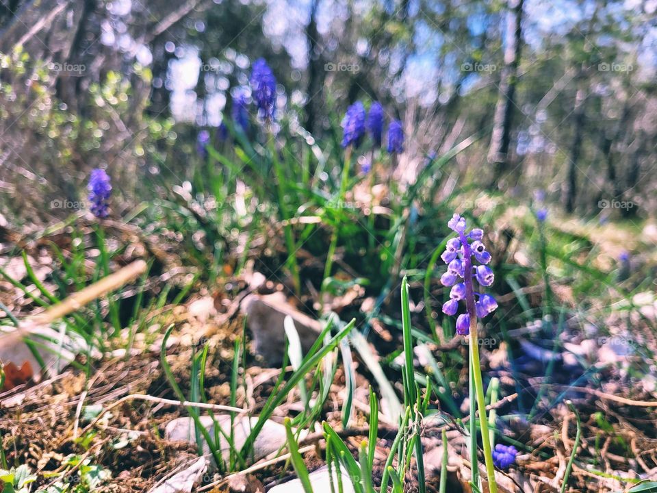 Ground up photo of the blooming violet,  purple flowers close up in forest,  field