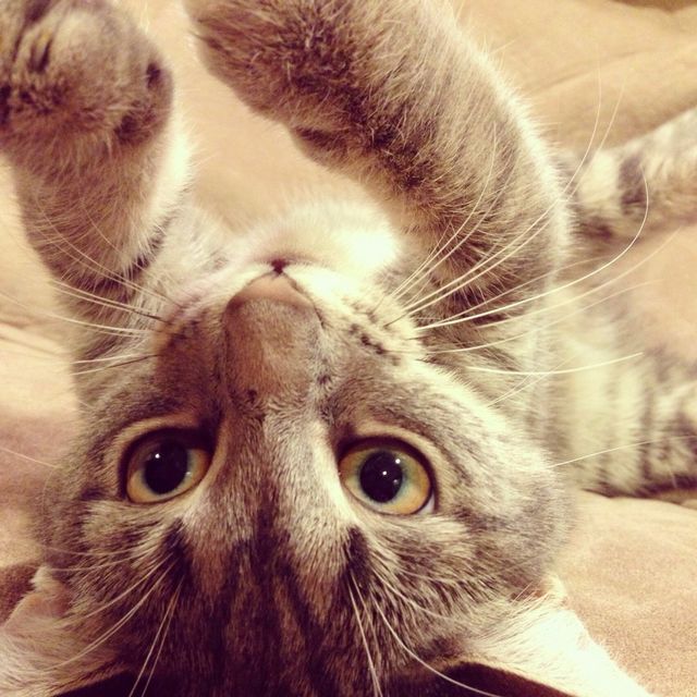 Playful