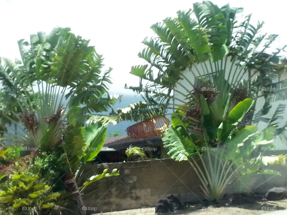 Tropical, No Person, Palm, Flora, Nature